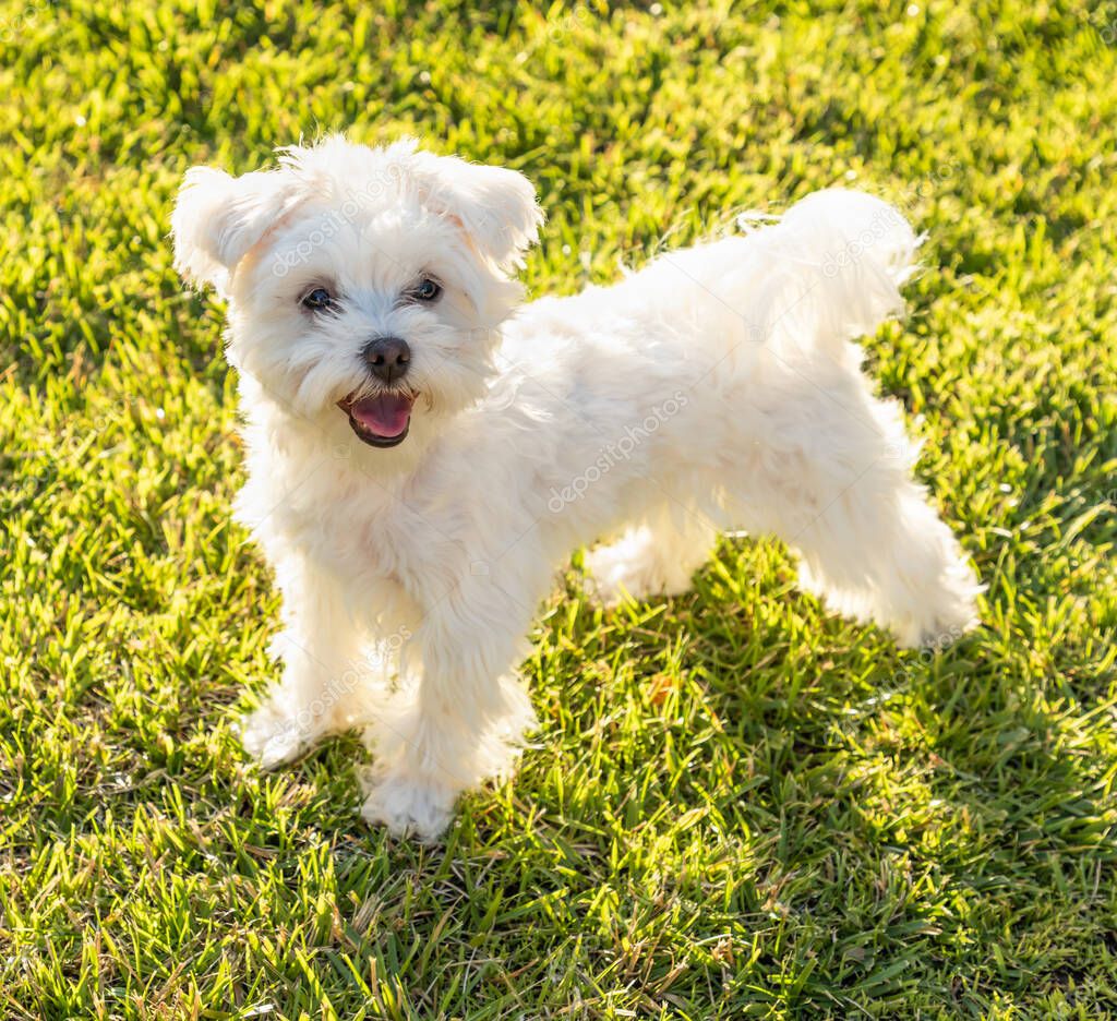 Dog relaxing on a pet-friendly artificial grass lawn